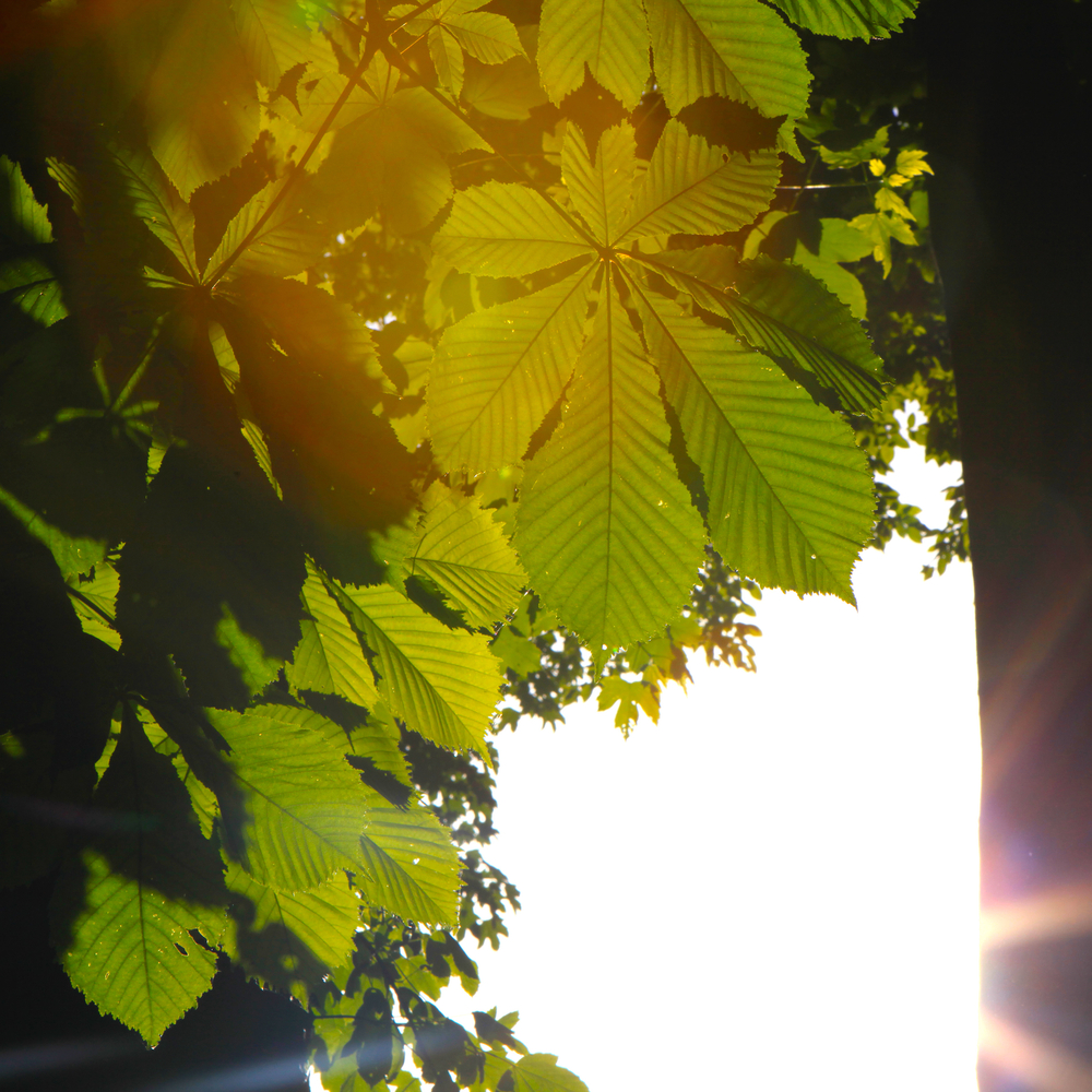 chestnue leaves.jpg